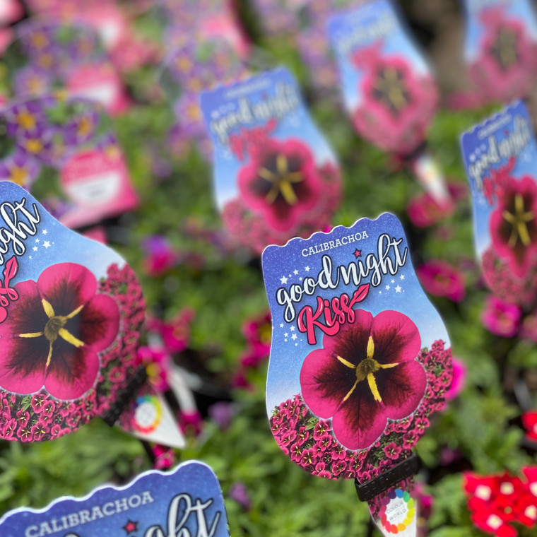 Calibrachoa - Goodnight Kiss