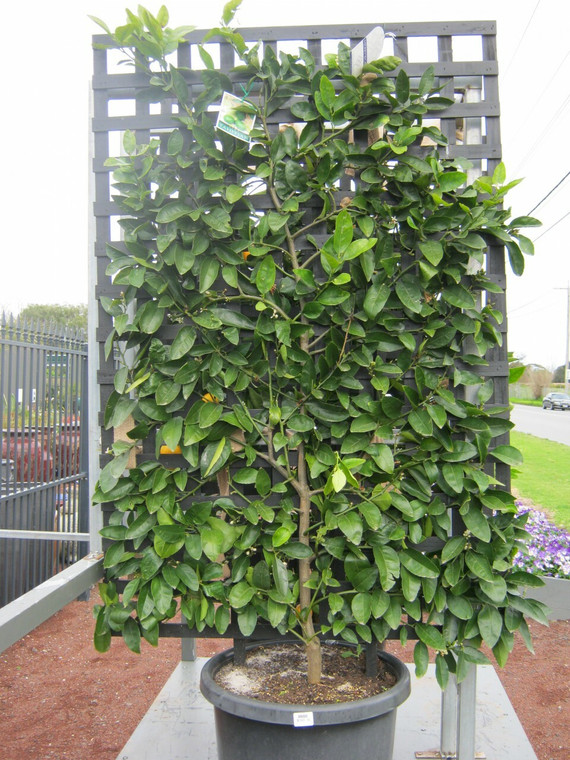 Lime - Espalier Tahitian (large )