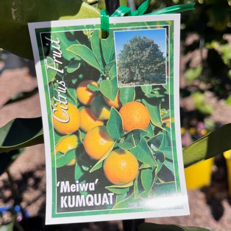 Cumquat - Meiwa