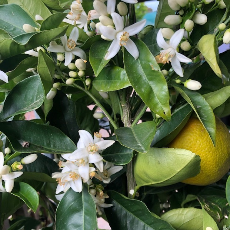 dwarf valencia orange tree