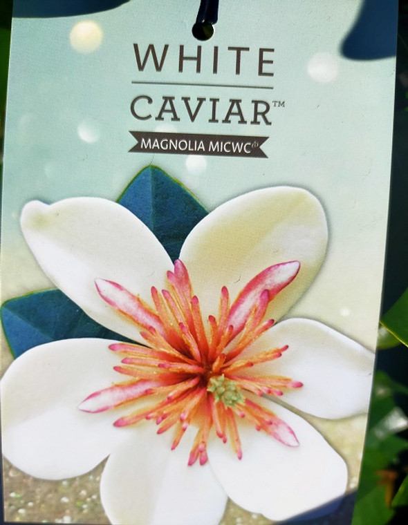 Magnolia - White Caviar