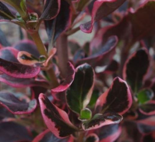 Coprosma - Pacific Sunrise