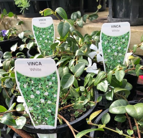 Vinca - Varieties