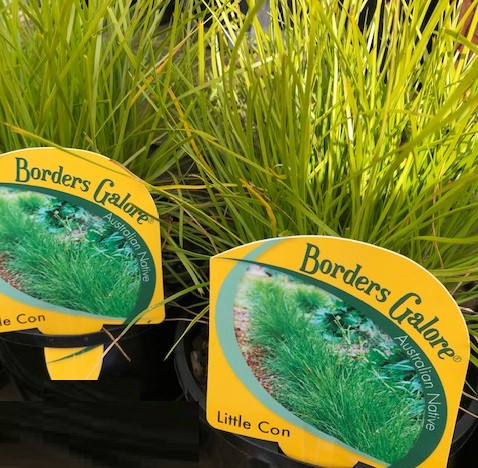Lomandra - Little Con