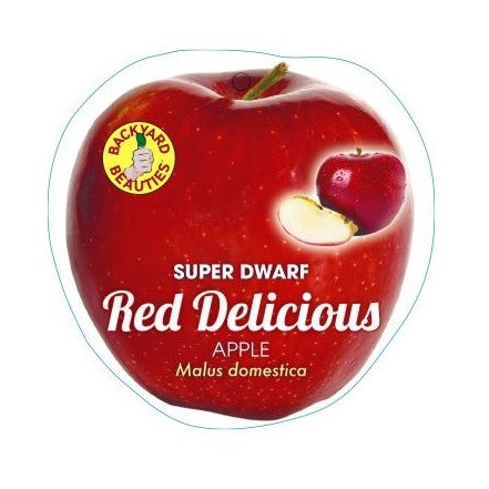 Apple Super Dwarf - Red Delicious