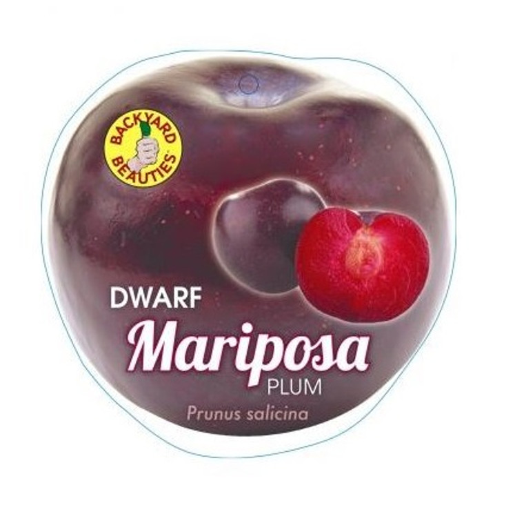 Plum - Dwarf Mariposa