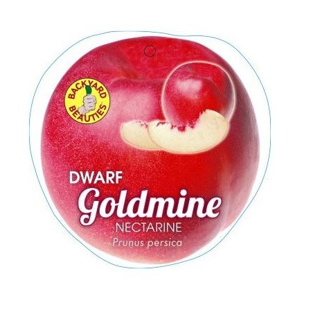 Nectarine - Dwarf Goldmine