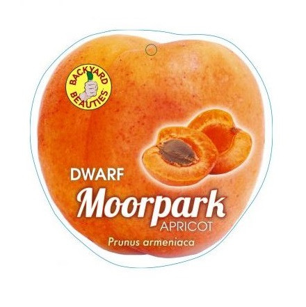 Apricot - Dwarf Moorpark