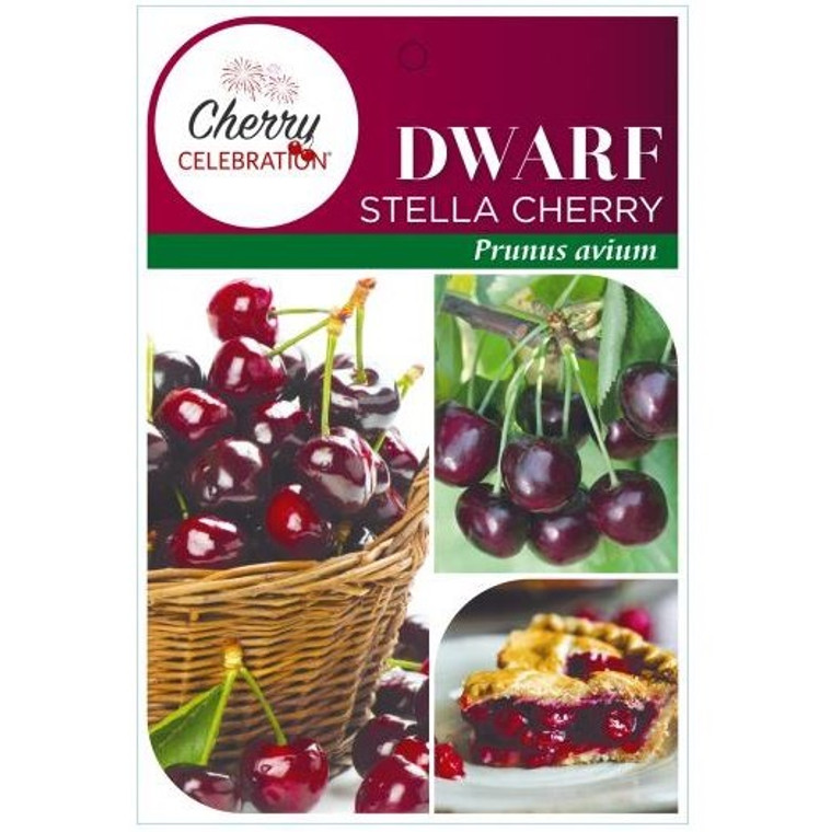 Cherry - Stella Dwarf