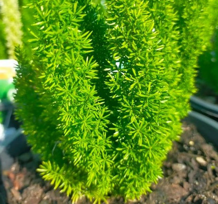 Asparagus Myersii - Foxtail Fern