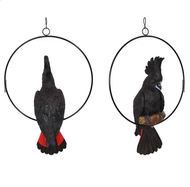 43cm Black Cockatoo in Ring