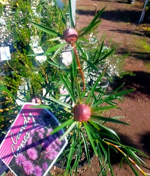 Isopogon - Varieties