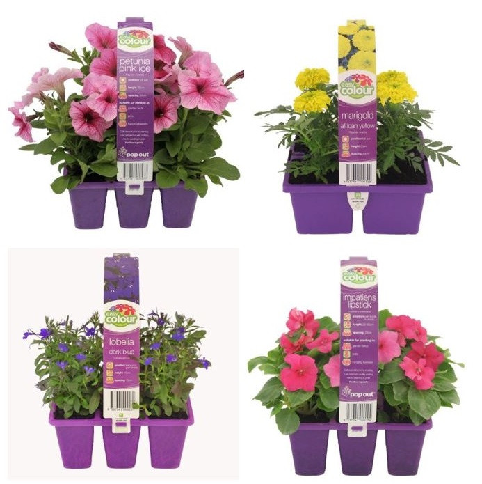 Easy Colour - Large Punnets of Flowers