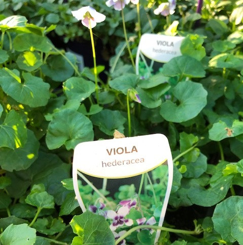 Viola Hederacea - Native Violet
