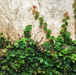 Ficus Pumilla - Climbing Fig
