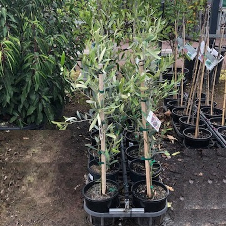 Olive - Kalamata Jumbo