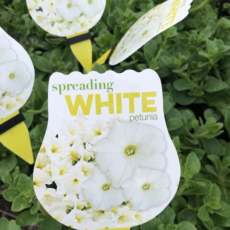 Petunia -  Craze White