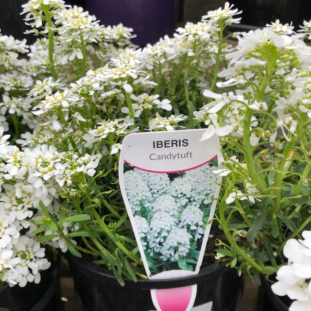 Iberis - Candytuft
