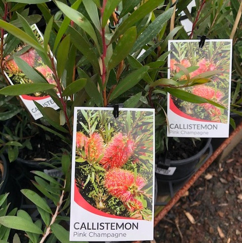 Callistemon - Pink Champagne