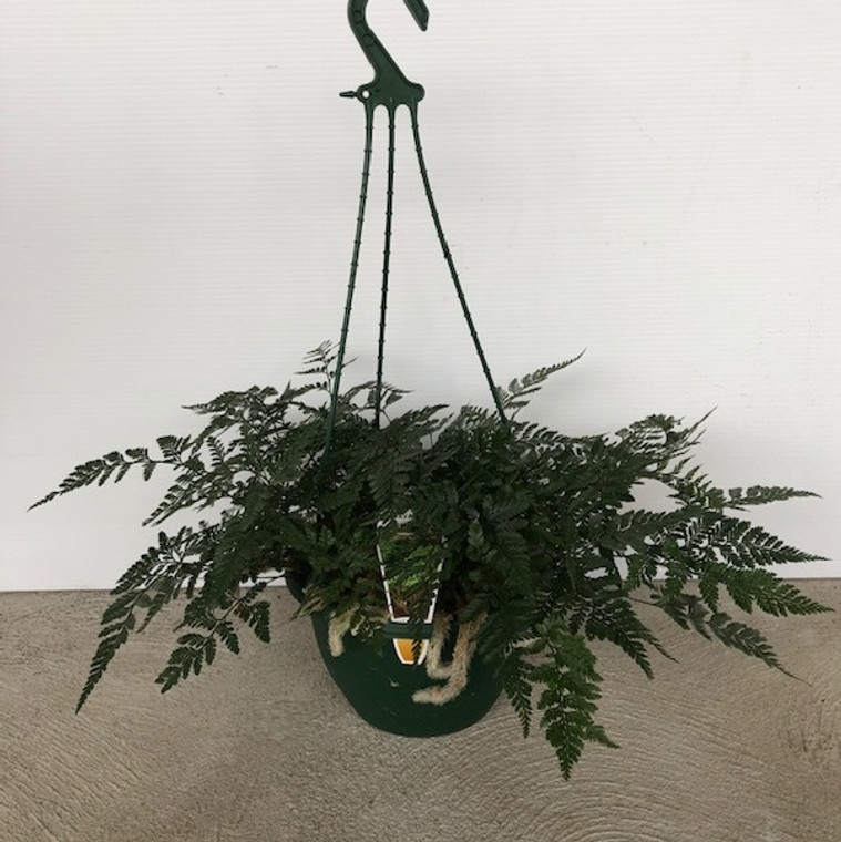 Davallia - Rabbits Foot Fern