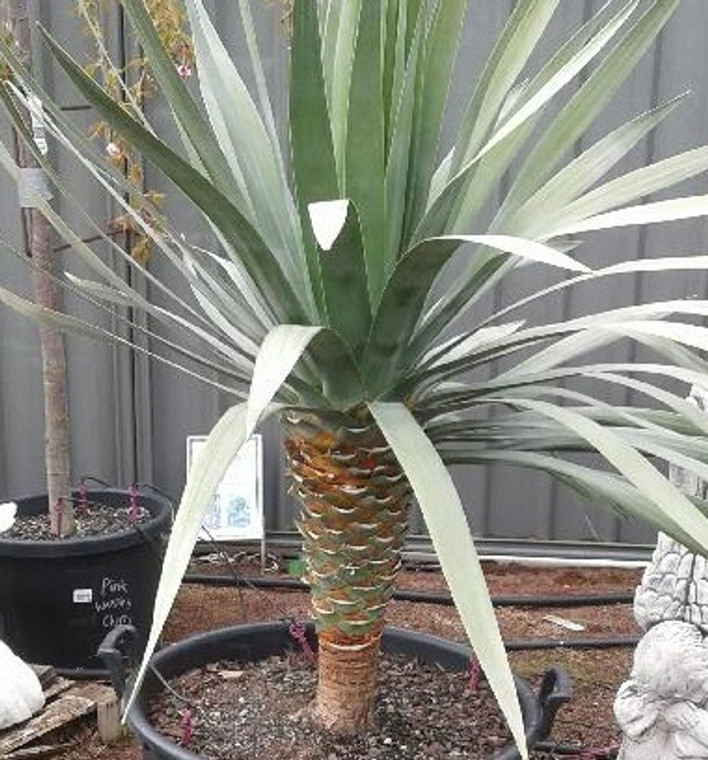 Dragon Tree - Dracaena Draco