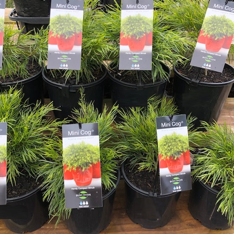 Acacia Cognata - Mini Cog