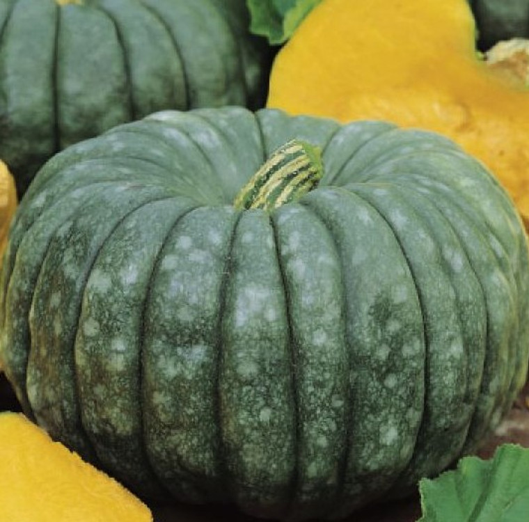 Pumpkin - Queensland Blue