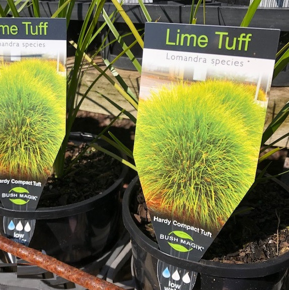 Lomandra - Lime Tuff