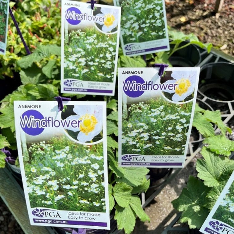 Anemone - Windflower