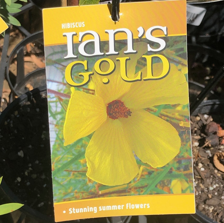 Alyogyne - Native Hibiscus - Varieties