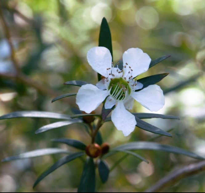 Leptospermum - Tea Tree - Varieties