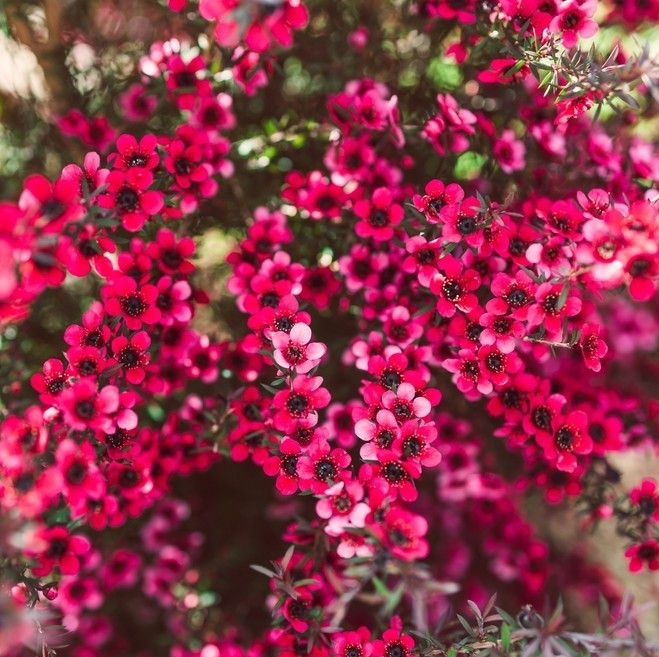 Lep Tree Leptospermum Tea Tree