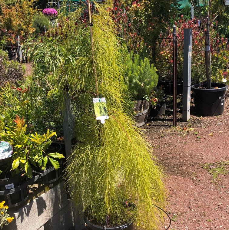 Acacia Cognata - Lime Magik