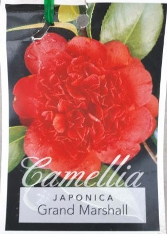 Camellia Japonica - Varieties