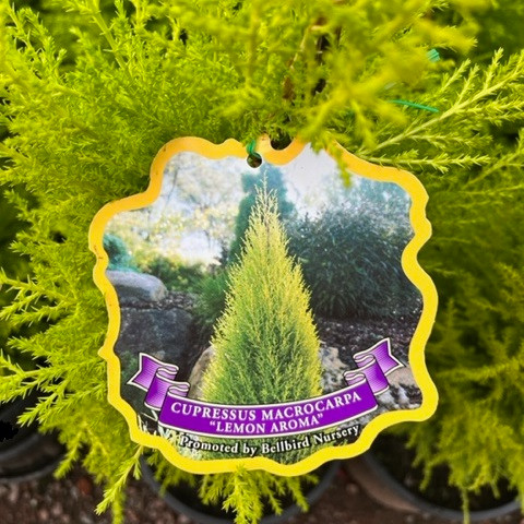 Cupressus - Lemon Scented Cyprus