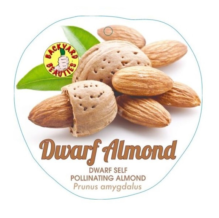 Almond - Dwarf Self Pollinating