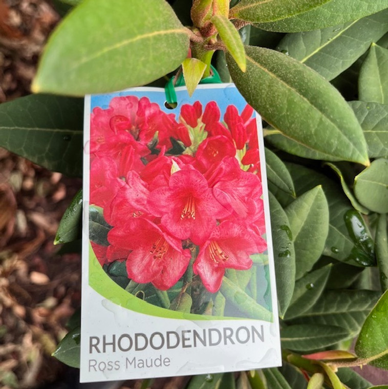 Rhododendron - Varieties