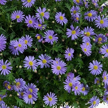 Brachyscome - Brasco Voilet