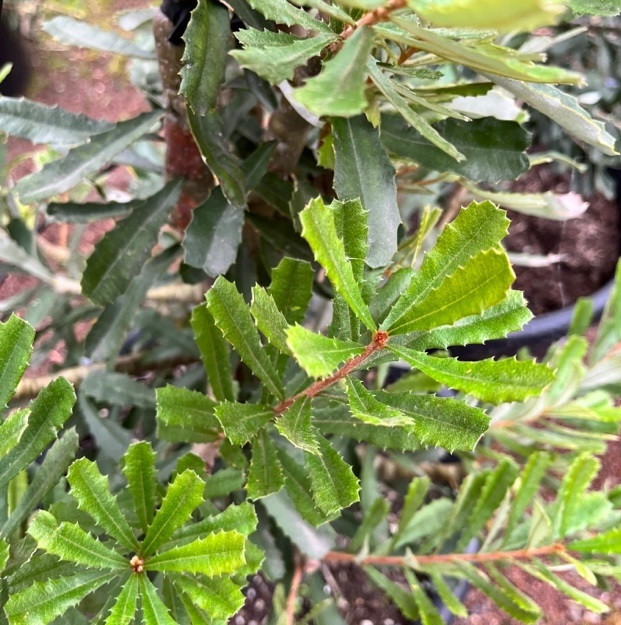 Banksia - Marginata