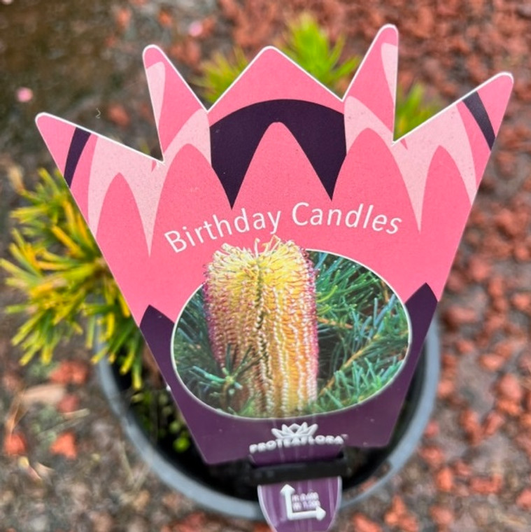 Banksia Spinulosa - Birthday Candles