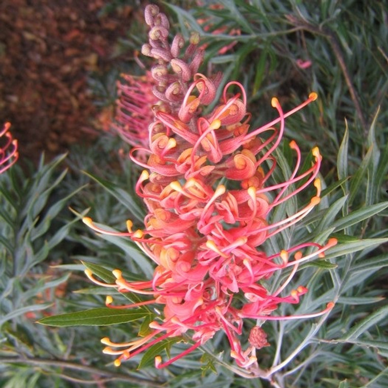 Grevillea - Supurb