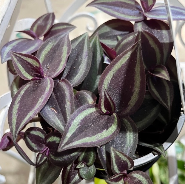 Tradescantia Zebrina - Spiderwort