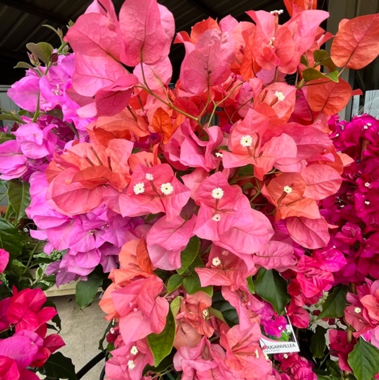 Bougainvillea - Varieties