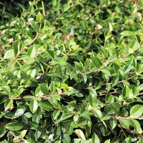 Trachelospermum Asiaticum - Flat Mat