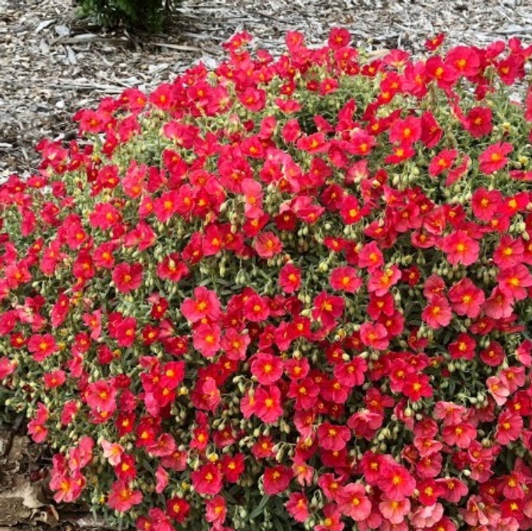 Helianthemum - Varieties