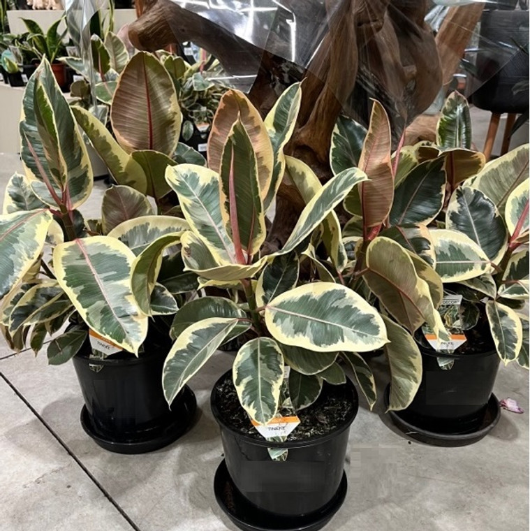 Ficus Elastica - Tineke