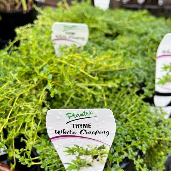 Thyme - Creeping