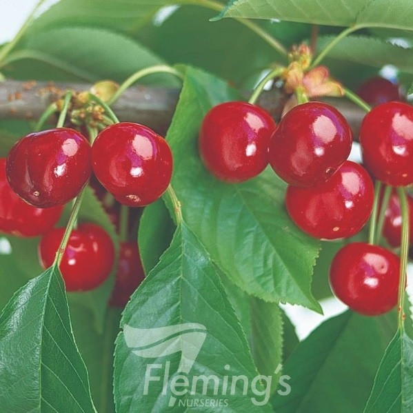 Cherry - Dwarf Trixzie Black Cherree