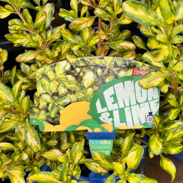 Coprosma - Lemon & Lime