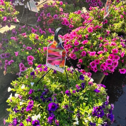 Calibrachoa - Hanging Basket